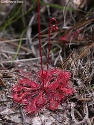 Attēlu rezultāti vaicājumam “Drosera rotundifolia flower”