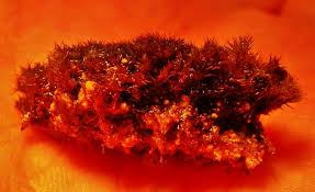 Attēlu rezultāti vaicājumam “Eucladium verticillatum”