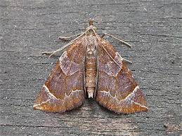 Attēlu rezultāti vaicājumam “Eulithis testata”