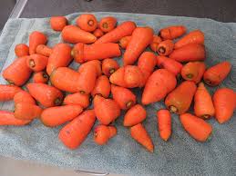 Attēlu rezultāti vaicājumam “Daucus carota subsp. carota fruit”