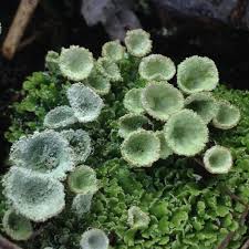 Attēlu rezultāti vaicājumam “Cladonia pyxidata”