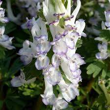 Attēlu rezultāti vaicājumam “Corydalis solida fruit”