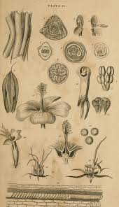 Attēlu rezultāti vaicājumam “Erysimum hieracifolium fruit”