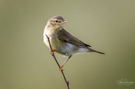 Attēlu rezultāti vaicājumam “Phylloscopus trochiloides adult”