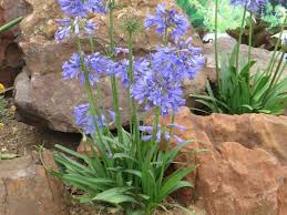 Attēlu rezultāti vaicājumam “Amarillidaceae”