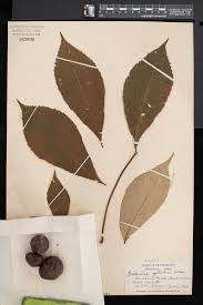 Attēlu rezultāti vaicājumam “Veronica officinalis leaf”