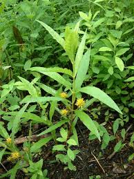 Attēlu rezultāti vaicājumam “Lysimachia thyrsiflora leaf”