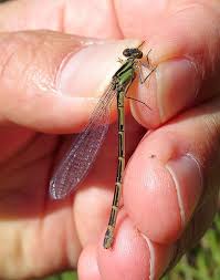 Attēlu rezultāti vaicājumam “Enallagma cyathigerum female”