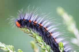 Attēlu rezultāti vaicājumam “Lasiocampidae”