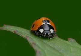 Attēlu rezultāti vaicājumam “Coccinella septempunctata imago”
