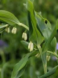 Attēlu rezultāti vaicājumam “Convallaria majalis bud”