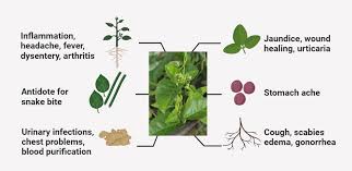 Attēlu rezultāti vaicājumam “Vincetoxicum hirundinaria fruit”