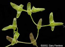 Attēlu rezultāti vaicājumam “Lemna trisulca”