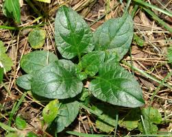 Attēlu rezultāti vaicājumam “Prunella vulgaris leaf”