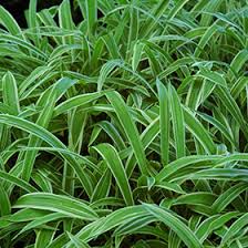 Attēlu rezultāti vaicājumam “Carex arenaria  leaf”