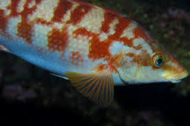 Image result for Labrus bergylta