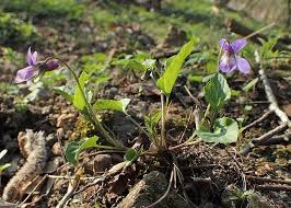 Attēlu rezultāti vaicājumam “Viola reichenbachiana”