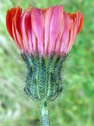 Attēlu rezultāti vaicājumam “Pilosella aurantiaca flower”