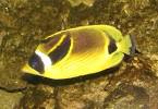 File:Racoon Butterflyfish.jpg - Wikimedia Commons
