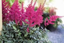 Image result for Astilbe