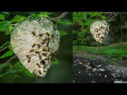 Attēlu rezultāti vaicājumam “Dolichovespula media”