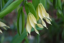 Attēlu rezultāti vaicājumam “Uvularia grandiflora flower”