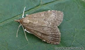 Attēlu rezultāti vaicājumam “Udea prunalis”