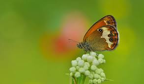Attēlu rezultāti vaicājumam “Coenonympha arcania”
