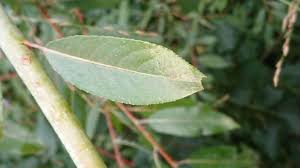 Attēlu rezultāti vaicājumam “Salix daphnoides leaf”