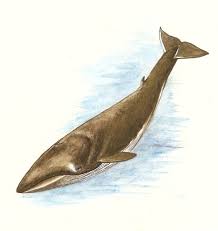 Image result for Balaenoptera physalus