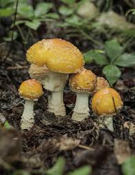 Attēlu rezultāti vaicājumam “Amanita”