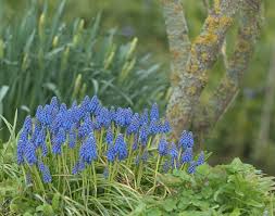 Attēlu rezultāti vaicājumam “Muscari armeniacum flower”
