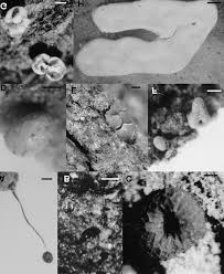 Attēlu rezultāti vaicājumam “Cribraria violacea stalked”