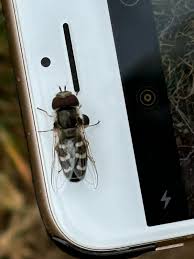 Attēlu rezultāti vaicājumam “Xanthogramma sp. male”