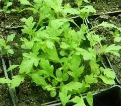 Image result for Artemisia annua