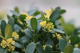 Attēlu rezultāti vaicājumam “Buxus sempervirens flower”