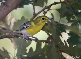 Image result for Vireo flavifrons