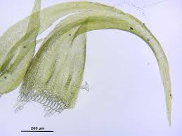 Attēlu rezultāti vaicājumam “Palustriella”