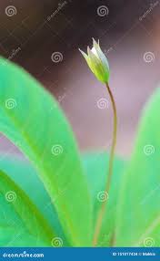 Attēlu rezultāti vaicājumam “Trientalis europaea bud”