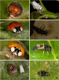 Attēlu rezultāti vaicājumam “Adalia bipunctata larva”