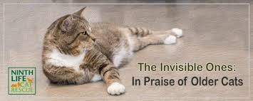 Image result for invisible cat