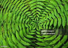 Attēlu rezultāti vaicājumam “Pteropsida”