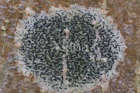 Attēlu rezultāti vaicājumam “Opegrapha atra”