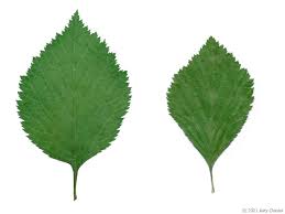 Attēlu rezultāti vaicājumam “Crataegus”