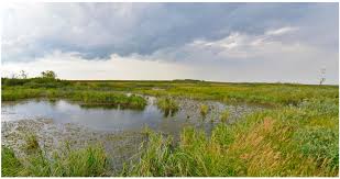 Attēlu rezultāti vaicājumam “Calliergon megalophyllum”