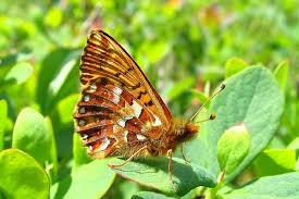 Attēlu rezultāti vaicājumam “Boloria aquilonaris underside”