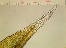 Attēlu rezultāti vaicājumam “Schistidium robustum”