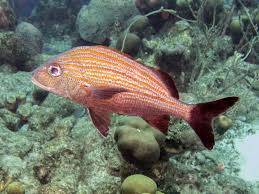 Image result for Haemulon carbonarium