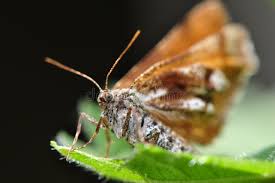 Attēlu rezultāti vaicājumam “Bupalus piniaria male”