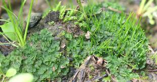 Attēlu rezultāti vaicājumam “Acaulon muticum sporophyte”